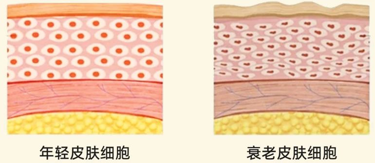 细胞源动力抗衰代工系列.jpg