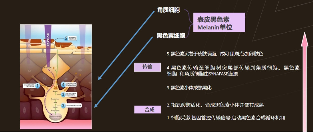 1762487417170002.png ebb19d29ddde5693a1fd53979aa4109b.png