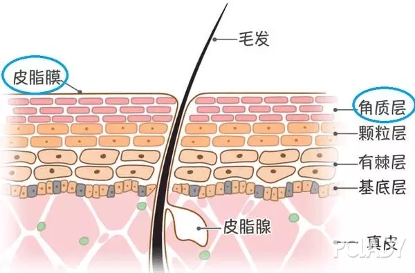 什么是肌肤屏障