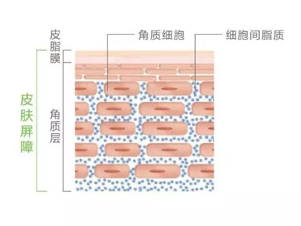  肌肤屏障受损的表现